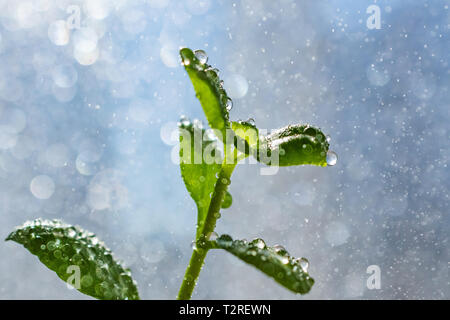 Junge sprießen Kalanchoe in Wassertropfen auf einem hellen Hintergrund. Es gibt auch Tropfen Wasser rund um die Anlage, dass die Wirkung von Regen oder Tau zu erstellen. Stockfoto