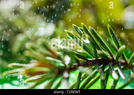 Fichte Nadeln close-up mit Tropfen Wasser und kleine Tropfen um. Die Wirkung von Tau oder regen. Helle Frühling Foto in Grüntönen, Makro. Stockfoto