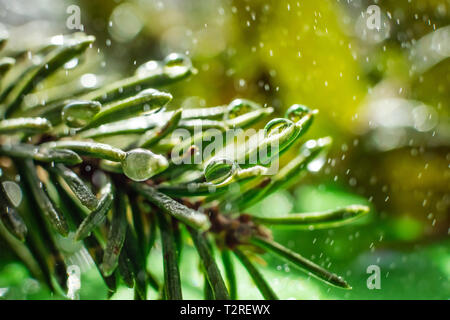 Fichte Nadeln close-up mit Tropfen Wasser und kleine Tropfen um. Die Wirkung von Tau oder regen. Helle Frühling Foto in Grüntönen, Makro. Stockfoto