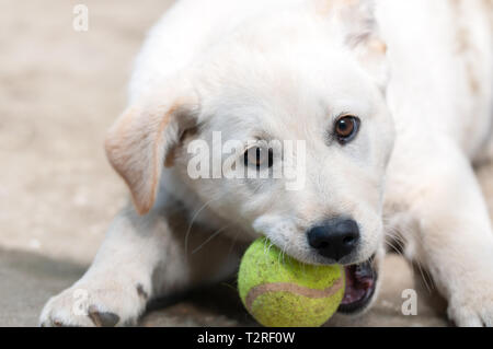 Weißer hund Baby spielt im Innenhof Stockfoto
