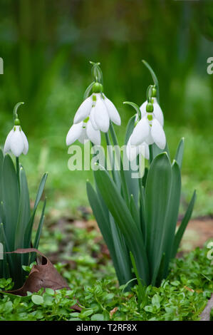 Den ersten Schneeglöckchen im Frühjahr Stockfoto