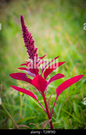 Lila Celosia Blume Stockfoto