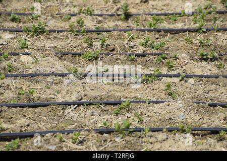 Tropfbewässerung auf dem Feld, schwarze Schläuche Tropfbewässerung. Stockfoto