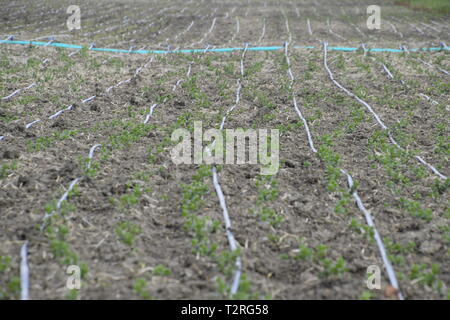 Tropfbewässerung auf dem Feld, schwarze Schläuche Tropfbewässerung. Stockfoto