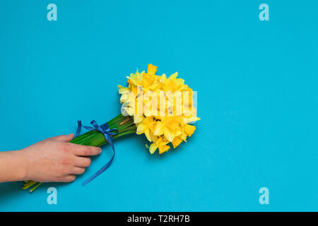 Schöne gelbe Narzissen in der weiblichen Hand auf einem blauen Hintergrund Stockfoto