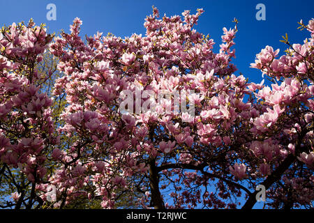 Magnolia (lat. Magnolia) in voller Blüte. Magnolienbluete (lat. Magnolia). Stockfoto