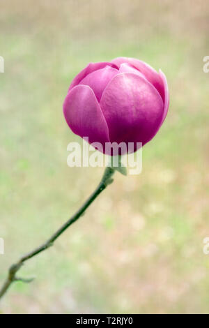 Magnolia schwarze Tulpe Stockfoto