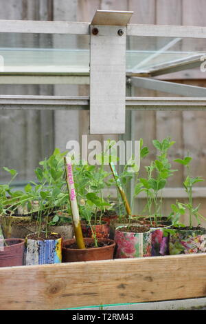 Süße Erbsensämlinge in einem kalten Rahmen. Herbst gesät Lathyrus odoratus Aushärten in einem kalten Rahmen im Frühjahr. VEREINIGTES KÖNIGREICH Stockfoto