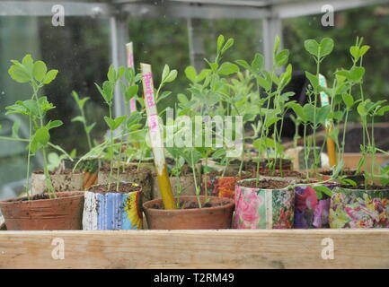 Süße Erbsensämlinge in einem kalten Rahmen. Herbst gesät Lathyrus odoratus Aushärten in einem kalten Rahmen im Frühjahr. VEREINIGTES KÖNIGREICH Stockfoto