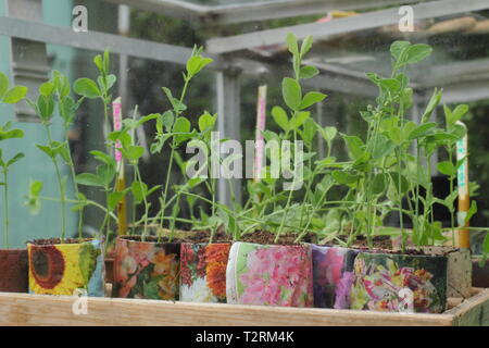 Süße Erbsensämlinge in einem kalten Rahmen. Herbst gesät Lathyrus odoratus Aushärten in einem kalten Rahmen im Frühjahr. VEREINIGTES KÖNIGREICH Stockfoto