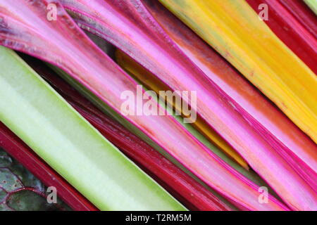 Beta vulgaris cicla 'Bright Lights'. Frisch geernteter selbstgewachsener Regenbogen-Mangold.UK Stockfoto