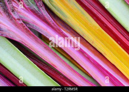 Beta vulgaris cicla 'Bright Lights'. Frisch geernteter selbstgewachsener Regenbogen-Mangold.UK Stockfoto