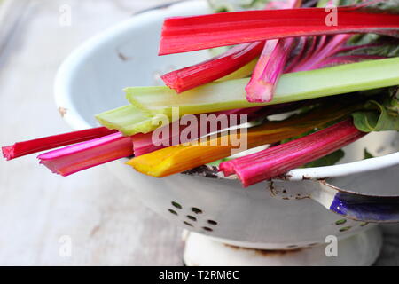 Beta vulgaris cicla. Frisch geernteten Stängel von Mangold 'Bright Lights', UK Garten. Auch Rainbow Mangold genannt. Stockfoto