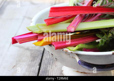 Beta vulgaris cicla. Frisch geernteten Stängel von Mangold 'Bright Lights', UK Garten. Auch Rainbow Mangold genannt. Stockfoto