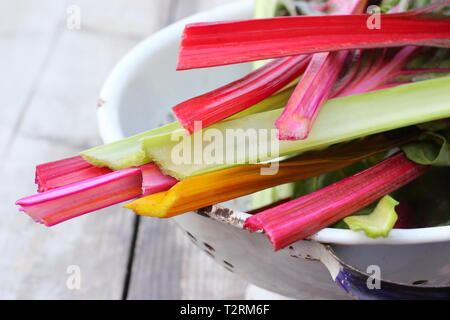 Beta vulgaris cicla. Frisch geernteten Stängel von Mangold 'Bright Lights', UK Garten. Auch Rainbow Mangold genannt. Stockfoto