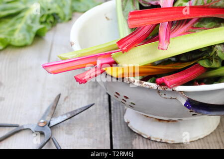 Beta vulgaris cicla. Bunte frisch geernteten Stängel von Mangold 'Bright Lights', UK Garten. Auch Rainbow Mangold genannt. Stockfoto