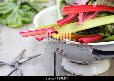 Beta vulgaris cicla. Bunte frisch geernteten Stängel von Mangold 'Bright Lights', UK Garten. Auch Rainbow Mangold genannt. Stockfoto