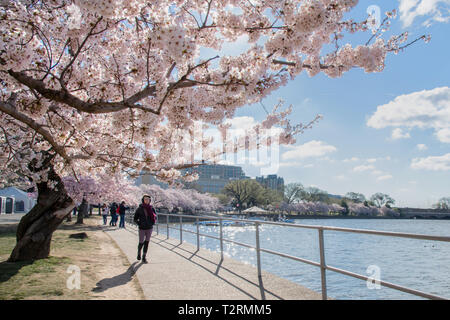 Kirschblüten im Peak bloom entlang der Tidal Basin April 1, 2019 in Washington, D.C. Die blühenden Kirschbäume entstand 1912 als ein Geschenk der Freundschaft von den Menschen in Japan. Jedes Jahr am 29. März die National Cherry Blossom Festival statt der Jahrestag der Geschenk aus Japan zu feiern. Stockfoto