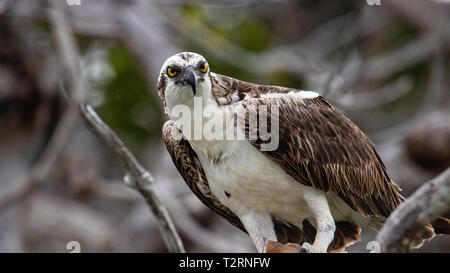 Fischadler, Pandion haliaetus, Fütterung von Fischen Florida Keys, USA Stockfoto