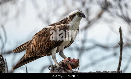 Fischadler, Pandion haliaetus, Fütterung von Fischen Florida Keys, USA Stockfoto