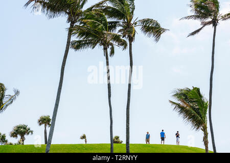 Miami Beach Florida, South Pointe Park, Point, städtischer öffentlicher Raum, Vegetation, Palmen, Erwachsene Erwachsene Männer, Männer, stehend, Besucher reisen Stockfoto