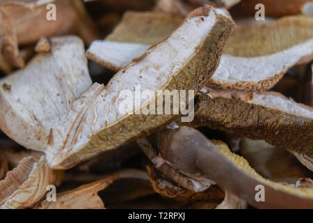 Nahaufnahme von viele Schichten von trockenen braunen Pilz Boletus Edulis. In Scheiben geschnittene getrocknete Pilze Stockfoto