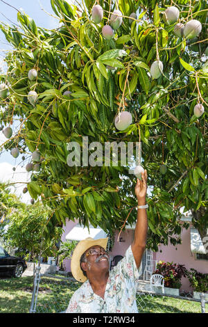 Miami Florida, Coconut Grove, Schwarze Männer männlich, erreichen, erreichen, Mango, tropische Früchte, Baum, Strohhut, Garten, FL090426016 Stockfoto