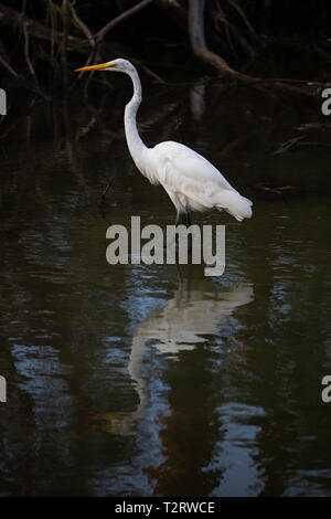 Silberreiher (Ardea alba) Waten in einem Bach, Assateague Island National Seashore, Virginia Stockfoto