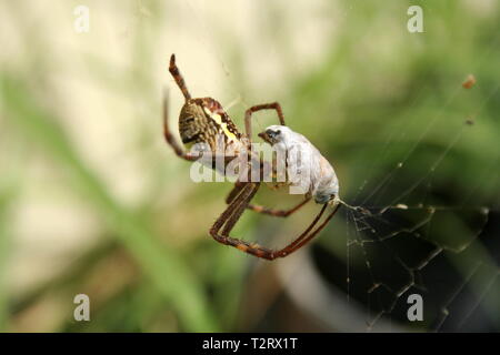 Ein St Andrew's Cross spider Mit einer erfassten Honey Bee in Seide eingewickelt Stockfoto