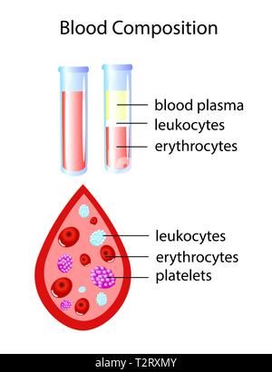 Zusammensetzung von Vollblut mit zwei reagenzgläser und ein Tropfen Blut, Vector Illustration Stock Vektor