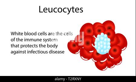 Auflage von Erythrozyten, Leukozyten und Thrombozyten im Plasma. Vector Illustration mit Blut Textur auf weißem Hintergrund. Stock Vektor