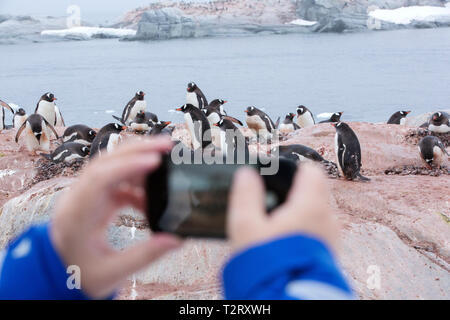 Ein Gentoo Pinguin Kolonie auf nützliche Island, Antarktische Halbinsel mit Touristen aus der Antarktis Kreuzfahrt Schiff. Stockfoto