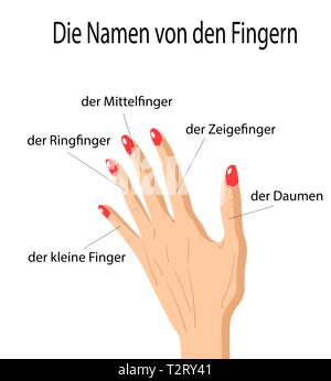 Finger Namen der Teile des menschlichen Körpers in deutscher Sprache, eine Hand gezeichnet Vektor Cartoon Illustration der menschlichen Finger und seinen Namen. Stock Vektor