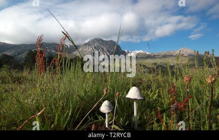 Berg- und Champignons Stockfoto