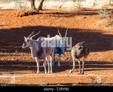 Ein paar Eland Stiere und ein Strauß an einem Wasserloch in der südlichen afrikanischen Savanne Stockfoto