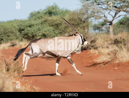 Ein Oryx Antilope im südlichen afrikanischen Savanne Stockfoto