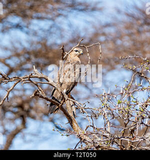 Eine Steppe Bussard hoch oben in einem Baum im südlichen afrikanischen Savanne Stockfoto