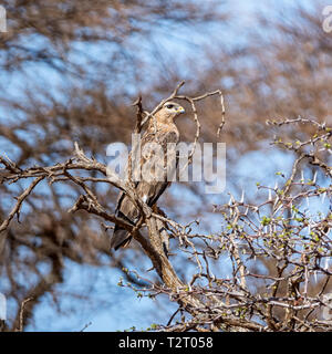 Eine Steppe Bussard hoch oben in einem Baum im südlichen afrikanischen Savanne Stockfoto