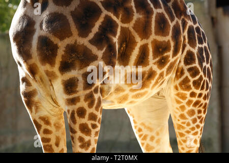 Aus der Nähe von Mustern auf giraffe Körper Stockfoto