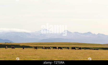 Isländische Pferde grasen die Wiesen in der Nähe von Landvegur, Island, auf unserem Weg fotografiert Hekla. Stockfoto