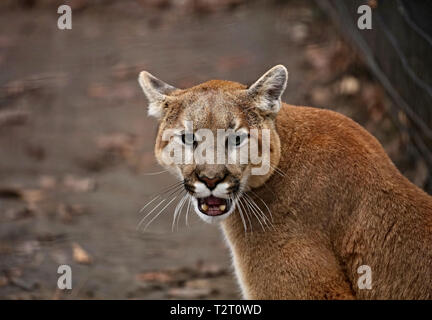 Die Cougar (Puma concolor), häufig auch durch andere Namen einschließlich Catamount, Mountain Lion, Panther und Puma bekannt ist American native Tier. Stockfoto