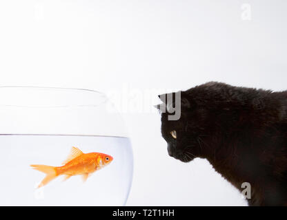 Eine schwarze Katze auf ein Goldfisch starrte Stockfoto