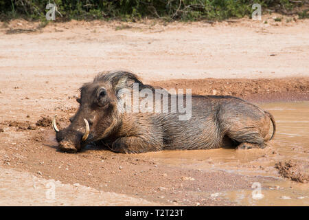 Große männliche Warzenschwein Verlegung in ein Mud pool Abkühlung in der Mittagshitze in die Kamera schaut. Volle Länge seitliche Ansicht des Tieres. Stockfoto