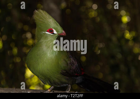 Knysna Turaco (Knysnaloerie), grüne Vogel lange Crest und rote Schnabel sitzen auf dem Baum. Stockfoto