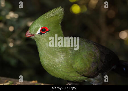 Knysna Turaco (Knysnaloerie), grüne Vogel lange Crest und rote Schnabel sitzen auf dem Baum Seite Profil schließen oben. Stockfoto