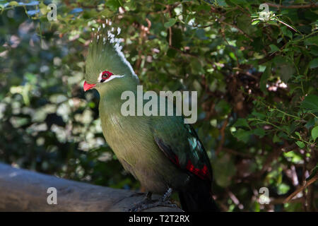 Bildende Turaco (Mosambiekloerie), grüne Vogel lange Kamm mit weißen und schwarzen Spitzen und rote Schnabel sitzen auf dem Baum. Stockfoto