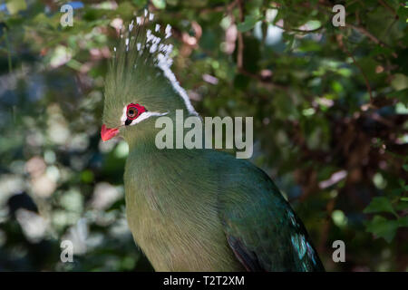 Bildende Turaco (Mosambiekloerie), grüne Vogel lange Kamm mit weißen und schwarzen Spitzen und rote Schnabel sitzen auf dem Baum. Stockfoto