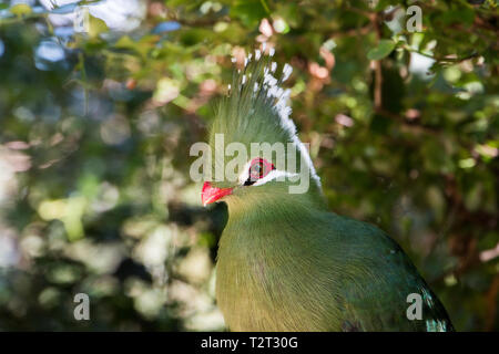 Bildende Turaco (Mosambiekloerie), grüne Vogel lange Kamm mit weißen und schwarzen Spitzen und rote Schnabel sitzen auf dem Baum. Stockfoto