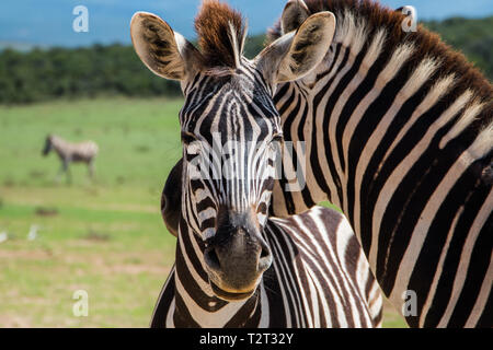 Ebenen Zebras (Equus quagga) Tiere nahe zusammen stehen Portrait schließen Stockfoto