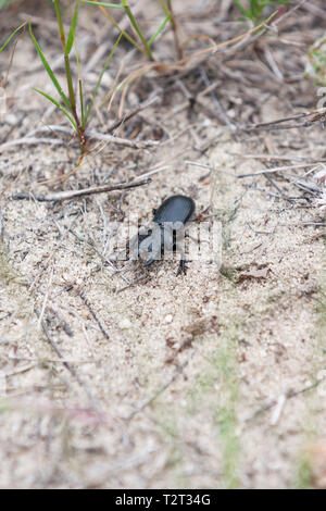 Skarabäus in seiner Umgebung immer aufmerksam auf mögliche Räuber und bereit sich zu verteidigen. Stockfoto